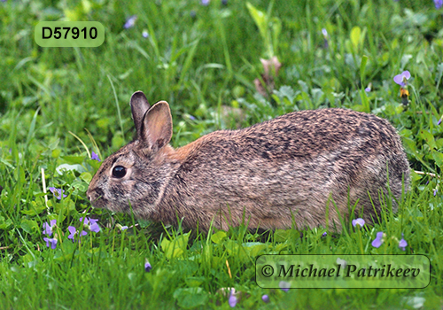 Eastern Cottontail (Sylvilagus floridanus)